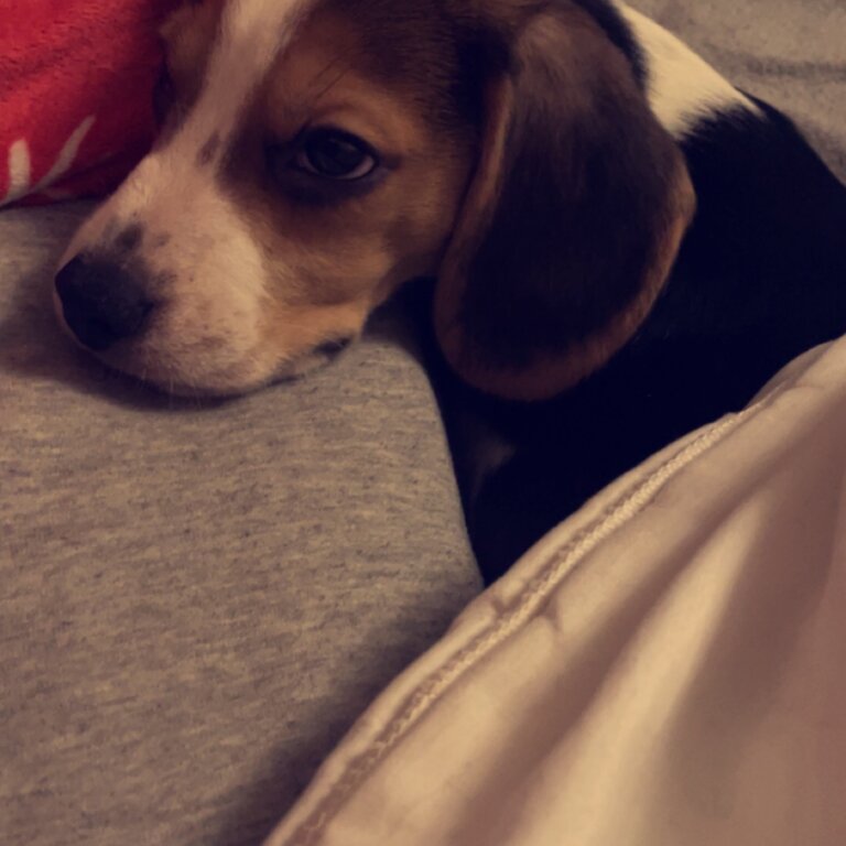 Beagle pup for sale to good home 