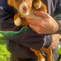 Jack Russell cross puppies for sale -0