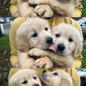 Beautiful IKC (pending) Golden retriever puppies-0