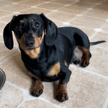 Daschund for adoption - no longer available 