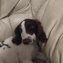 Springer Spaniel Available -3