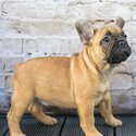 IKC registered French Bulldog -0