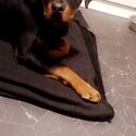 Rottweiler puppy -3