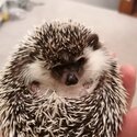 Pygmy Hedgehog-5