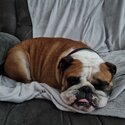 British Bulldog in need of 5 star home -3