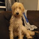 Labradoodle -1