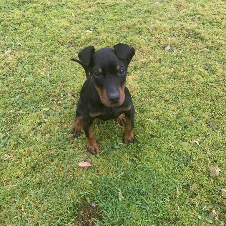 European Doberman Pup