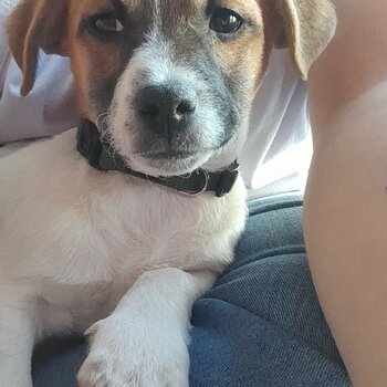 Jack russell puppy 