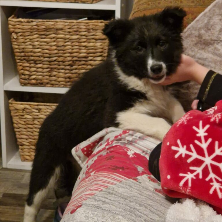 Collie/Husky pup for sale