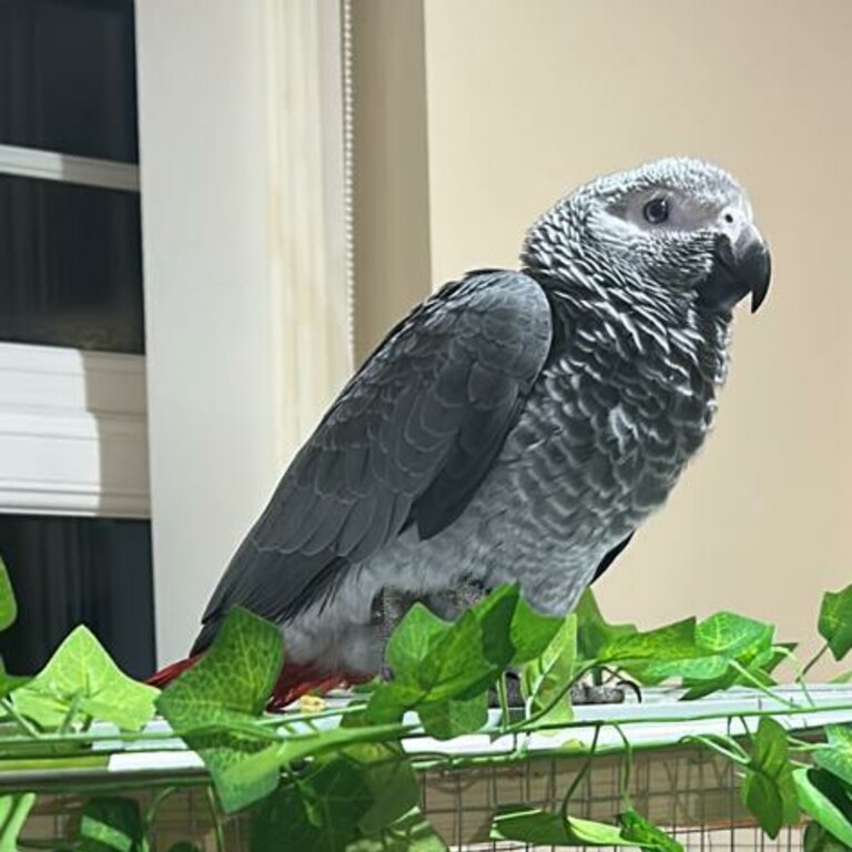 Selling from a family member 2 years old very quiet bird likes to be on the cage and outside