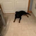 Rottweiler for sale-2