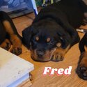 Rottweiler puppies for sale-1