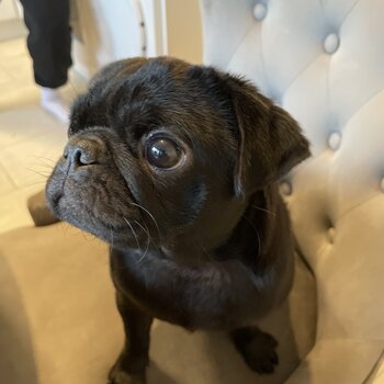 Selling my 6 month old pug 