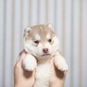 Available little Siberian husky hamsters! Pedigree FCI, tested.  1 girl and 2 boys fawn-white Oct 30-3