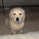 Beautiful IKC (pending) Golden retriever puppies