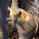 Cockatiel -0