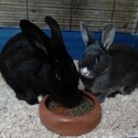 2 rabbits for sale.-2