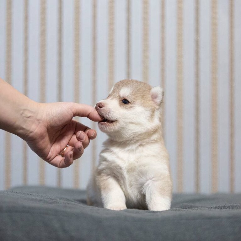 Available little Siberian husky hamsters! Pedigree FCI, tested.  1 girl and 2 boys fawn-white Oct 30