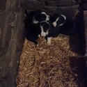  Collie pups for sale  Parents good working dogs very friendly -1