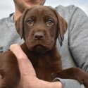 Chocolate Labrador -2