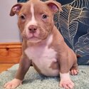 American pocket bullys puppys-0