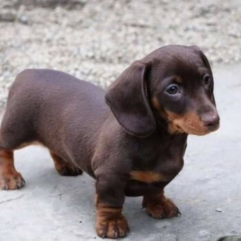 Dachshund full bread