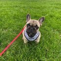 Fergus The French Bulldog