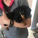 Miniature dachshund short haired -0