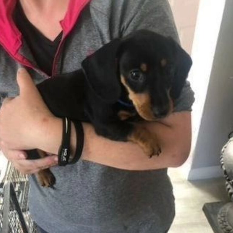 Miniature dachshund short haired 