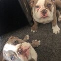 British bulldog for sale -0