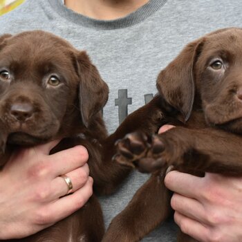 Chocolate Labrador 