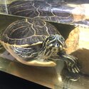 Yellow belly turtle -0