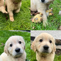 Beautiful IKC (pending) Golden retriever puppies