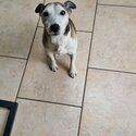 Jack Russell needs rehoming -4