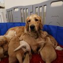 Gorgeous little Golden Retriever fluffballs  -0