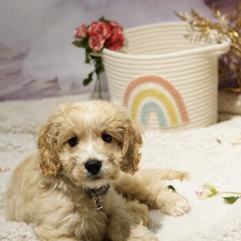 Golden female Cockapoo