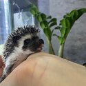 Baby African Pygmy hedgehog for sale male and female 8 weeks old -4