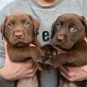 Chocolate Labrador -3