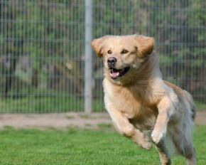 Dog Kennels South Africa